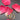 Ohrringe "Gold 750"